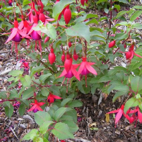 Fuchsia 'Mrs Popple'