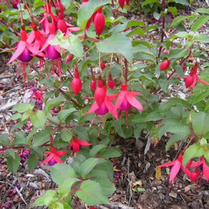 Fuchsia 'Mrs Popple'