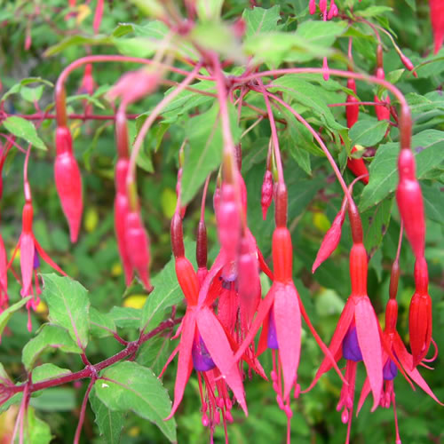 Fuchsia 'Riccartonii'