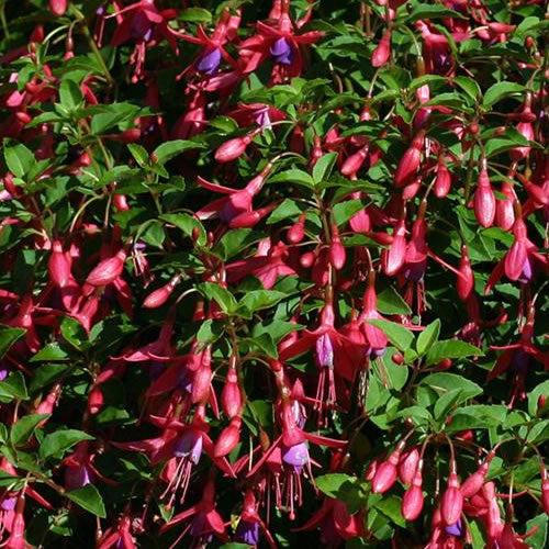 Fuchsia 'Tom Thumb'