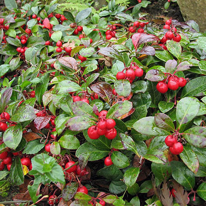 Gaultheria procumbens
