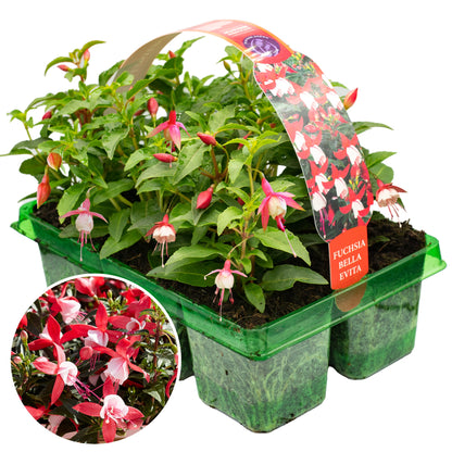 Fuchsia Bella Evita Basket Plants