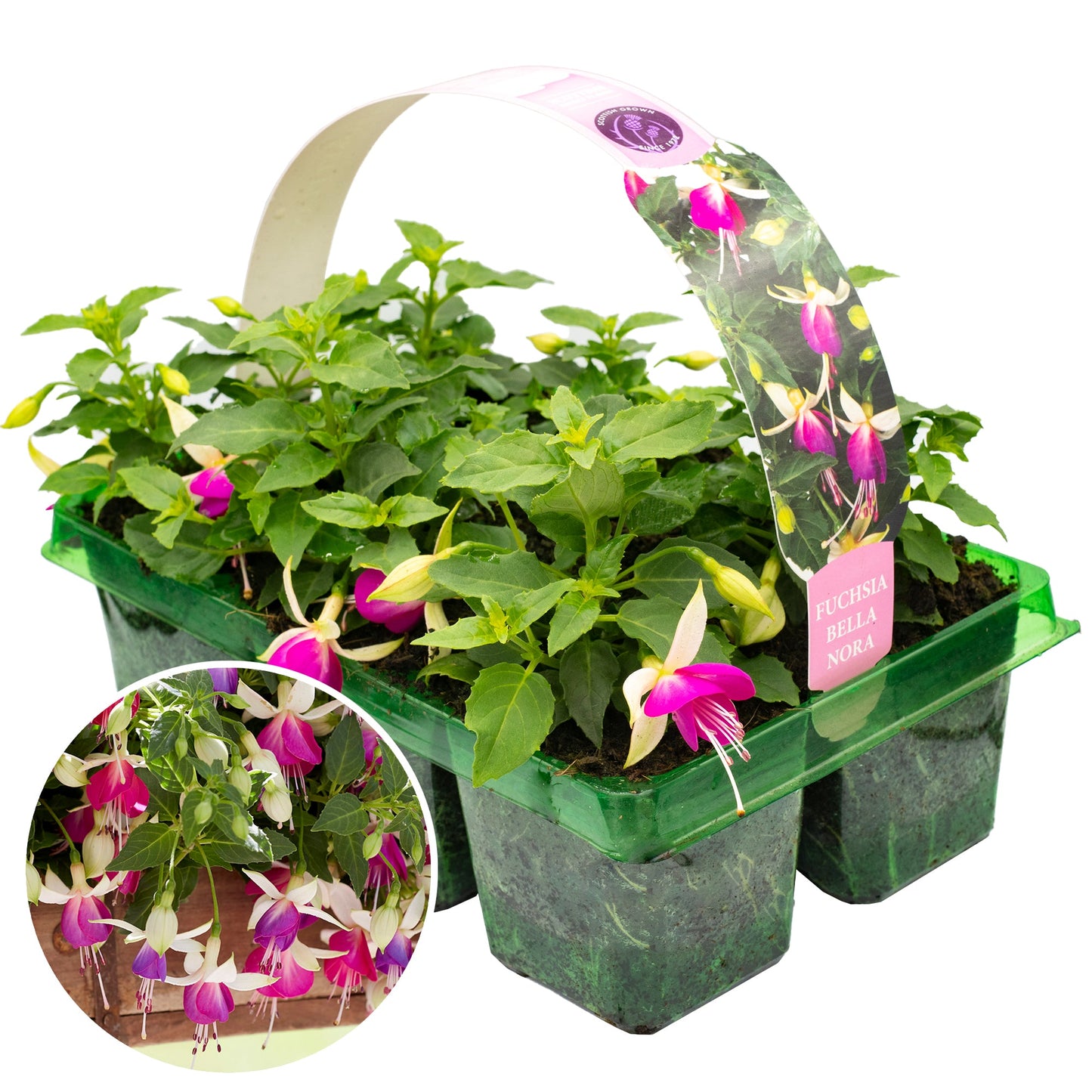Fuchsia Bella Nora Basket Plants