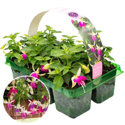 Fuchsia Bella Nora Basket Plants