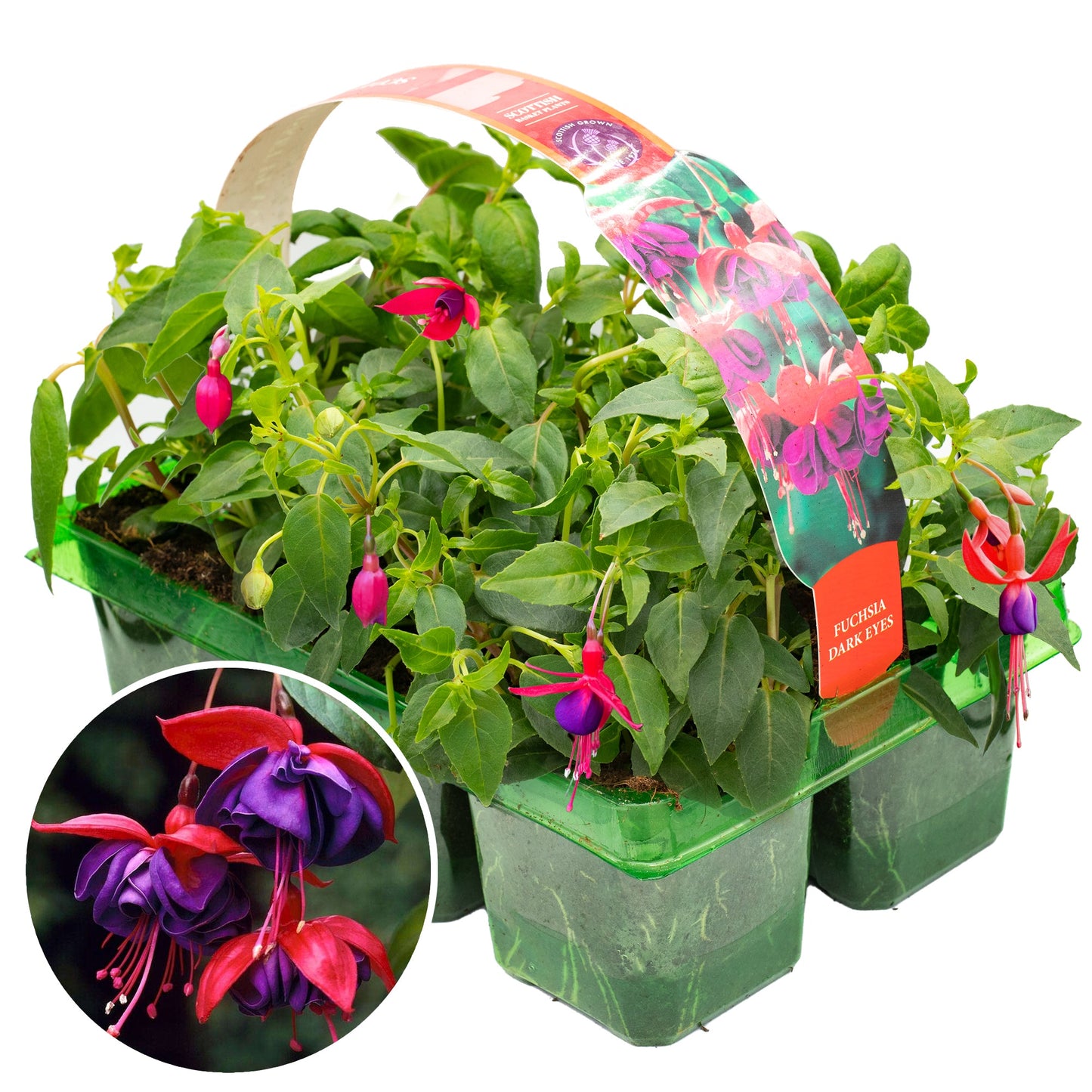 Fuchsia Dark Eyes Basket Plants