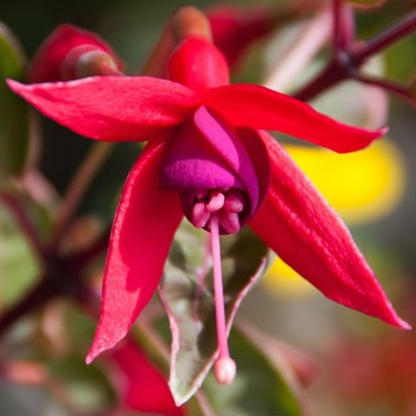 Fuchsia 'Sunray'