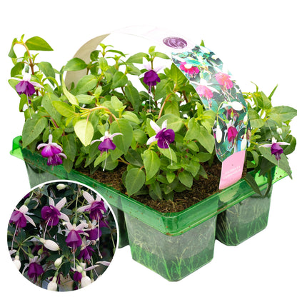 Fuchsia La Campanella Basket Plants