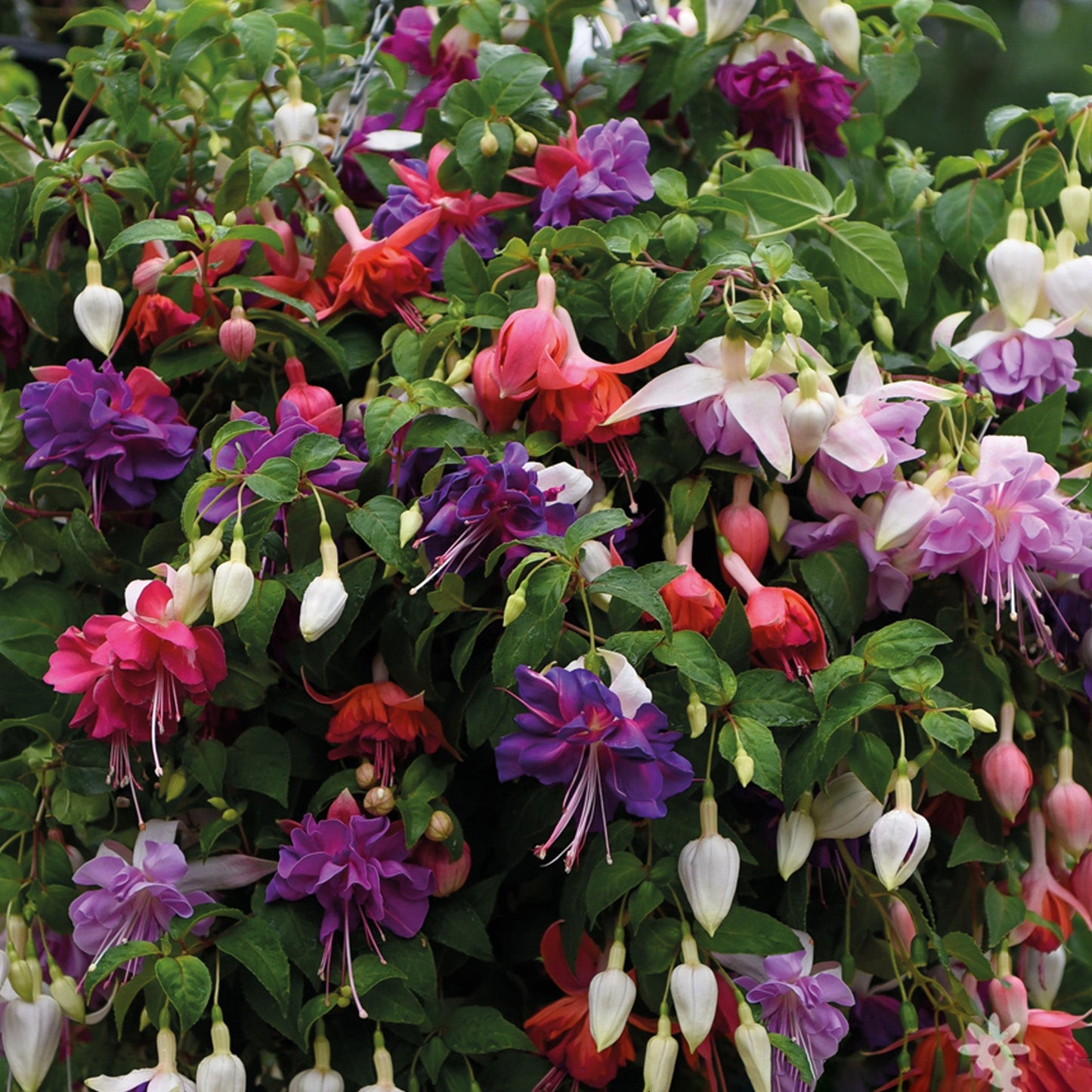 Fuchsia Mix