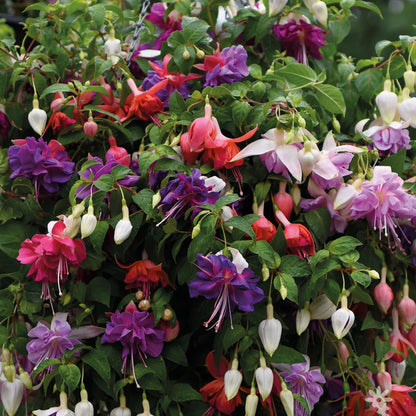 Fuchsia Mix
