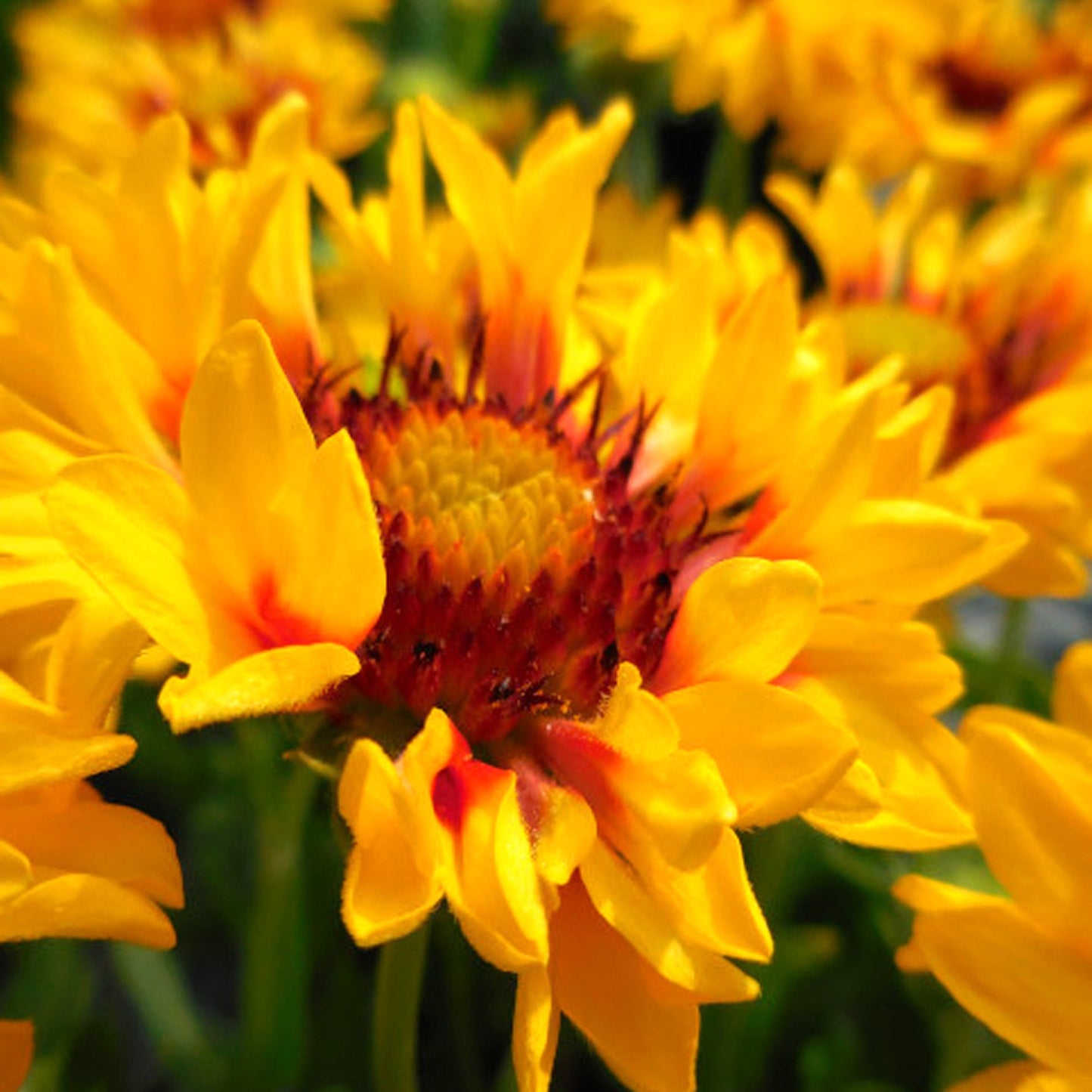Gaillardia 'Sunset Sunrise'