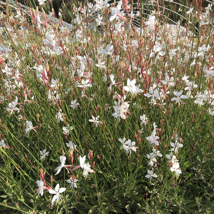 Gaura 'Whirling Butterflies'