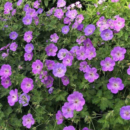 Geranium 'Azure Rush'