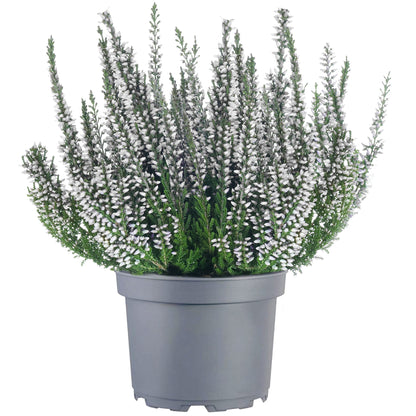 Calluna 'Beauty Ladies White' Heathers