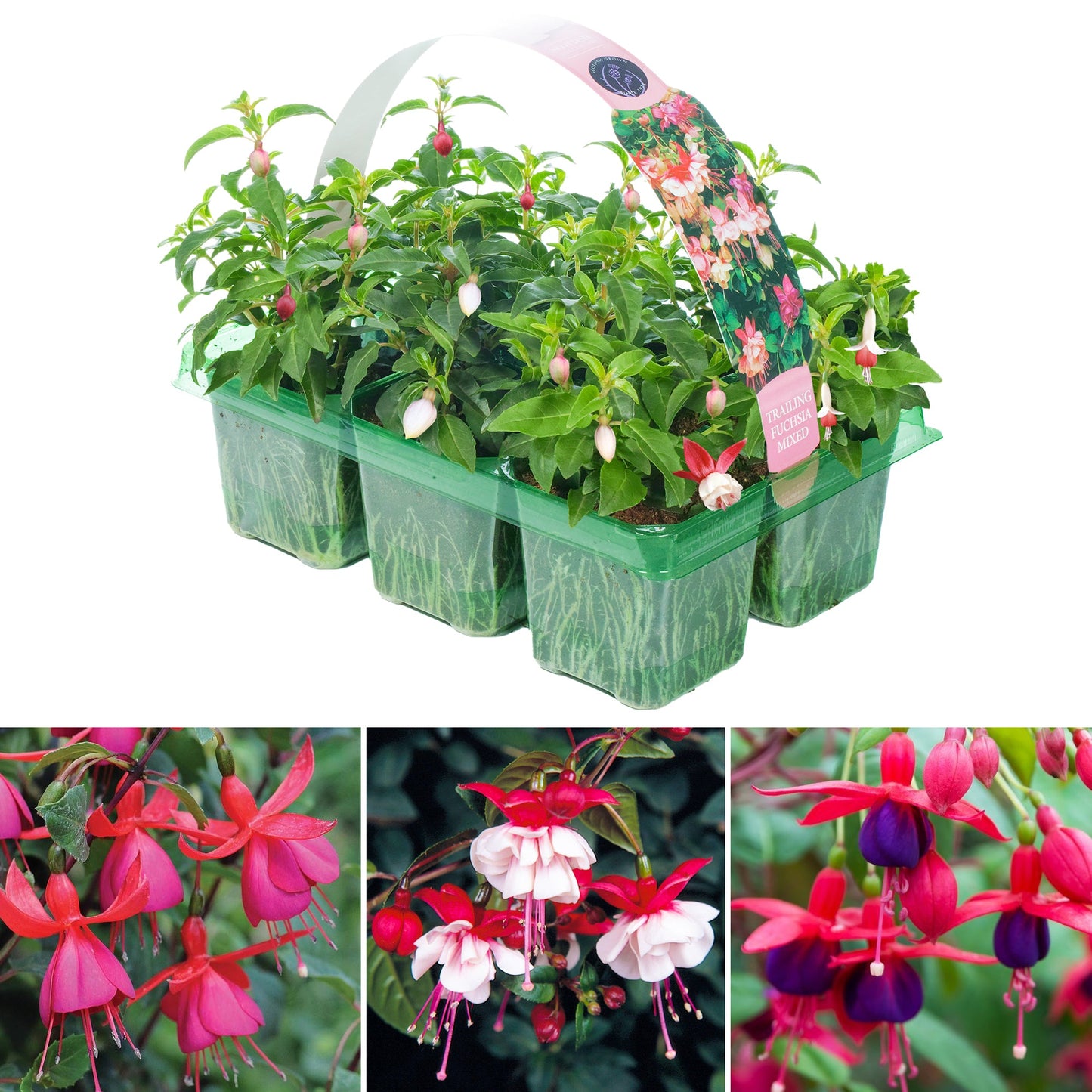 Fuchsia Mixed Basket Plants