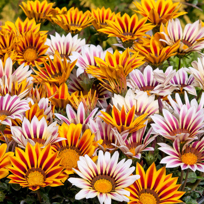Gazania F1 Daybreak XP Tiger Mixed Bedding Plants
